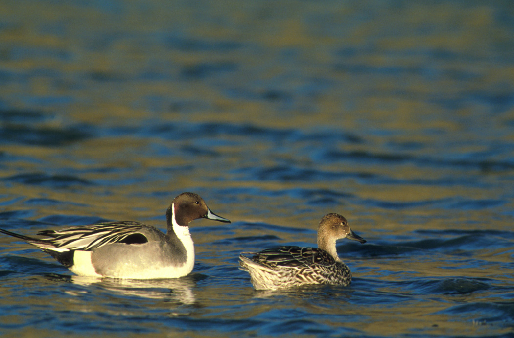 Carey Lake Wildlife Management Area